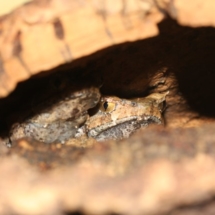 Megophrys aceras 4