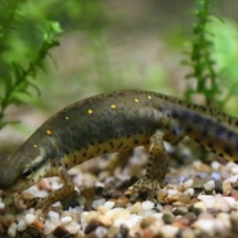 Notophthalmus viridescens (4)