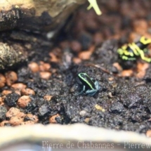 Phyllobates aurotaenia