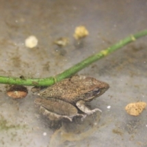 Ptychadena mascareniensis (6)