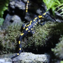 Salamandra salamandra salamandra (2)