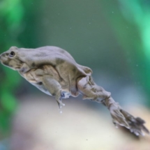 Telmatobius culeus (13)