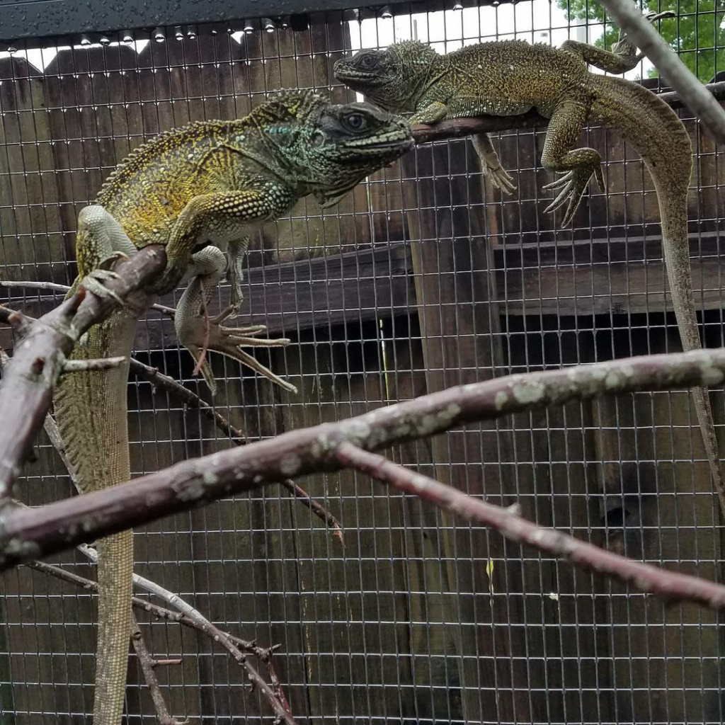 Indonesian Hydrosaurus