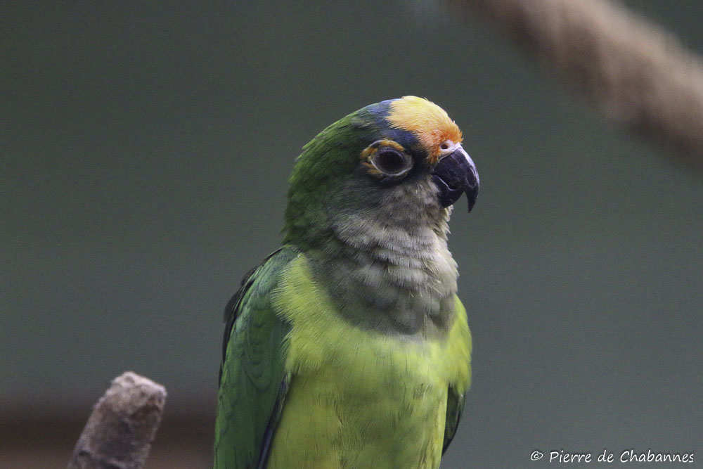 Peach-fronted parakeet (Eupsittula aurea)