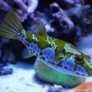 Chelonodon pleurospilus