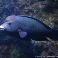 Chlorurus rhakoura