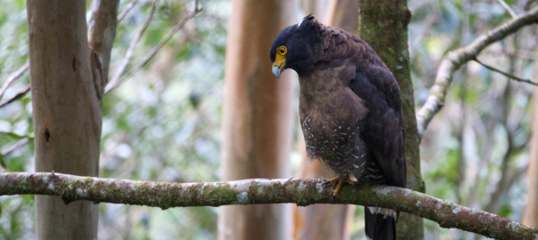 Falconiformes (2)