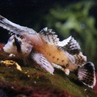 Scorpionfish 3 - FR