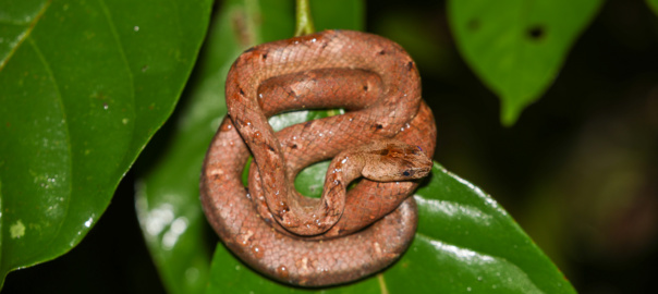 Species (2)