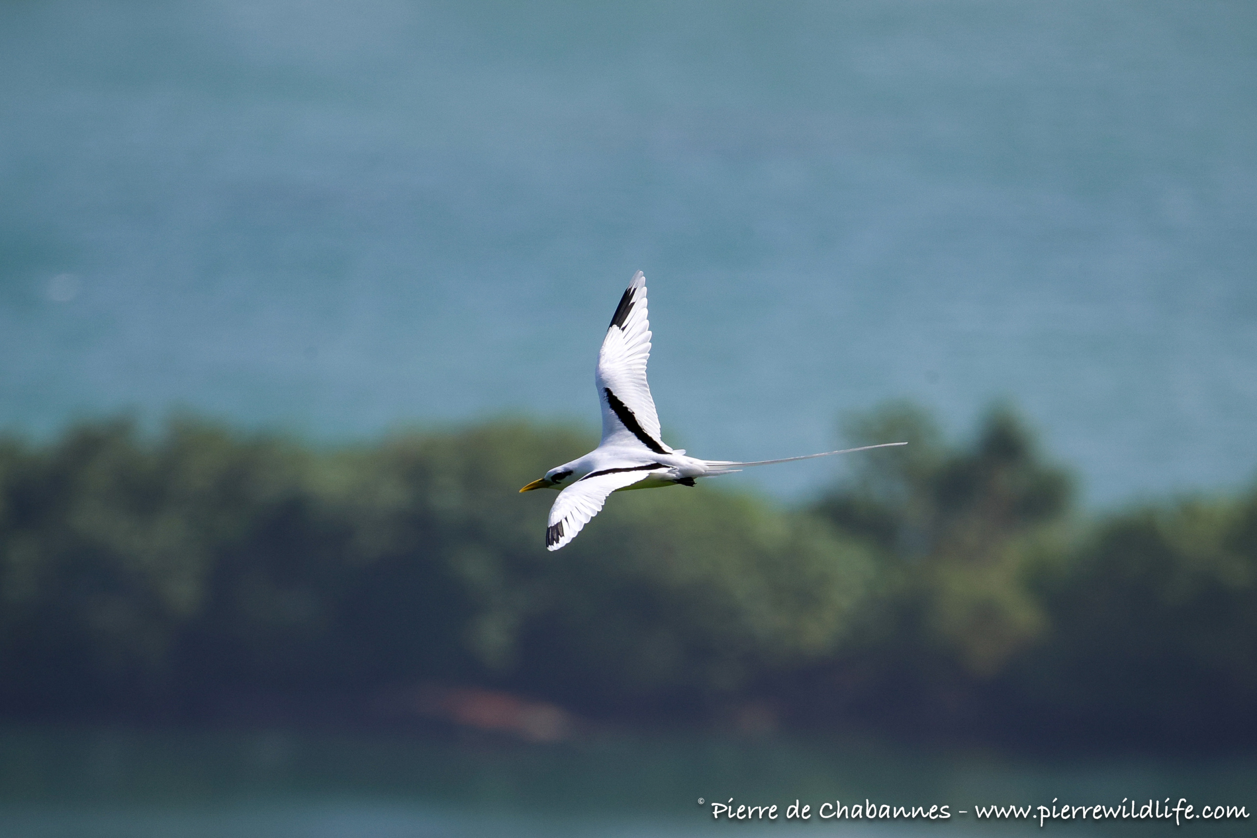 Island biodiversity and endemic wildlife of Micronesia and the Pacific