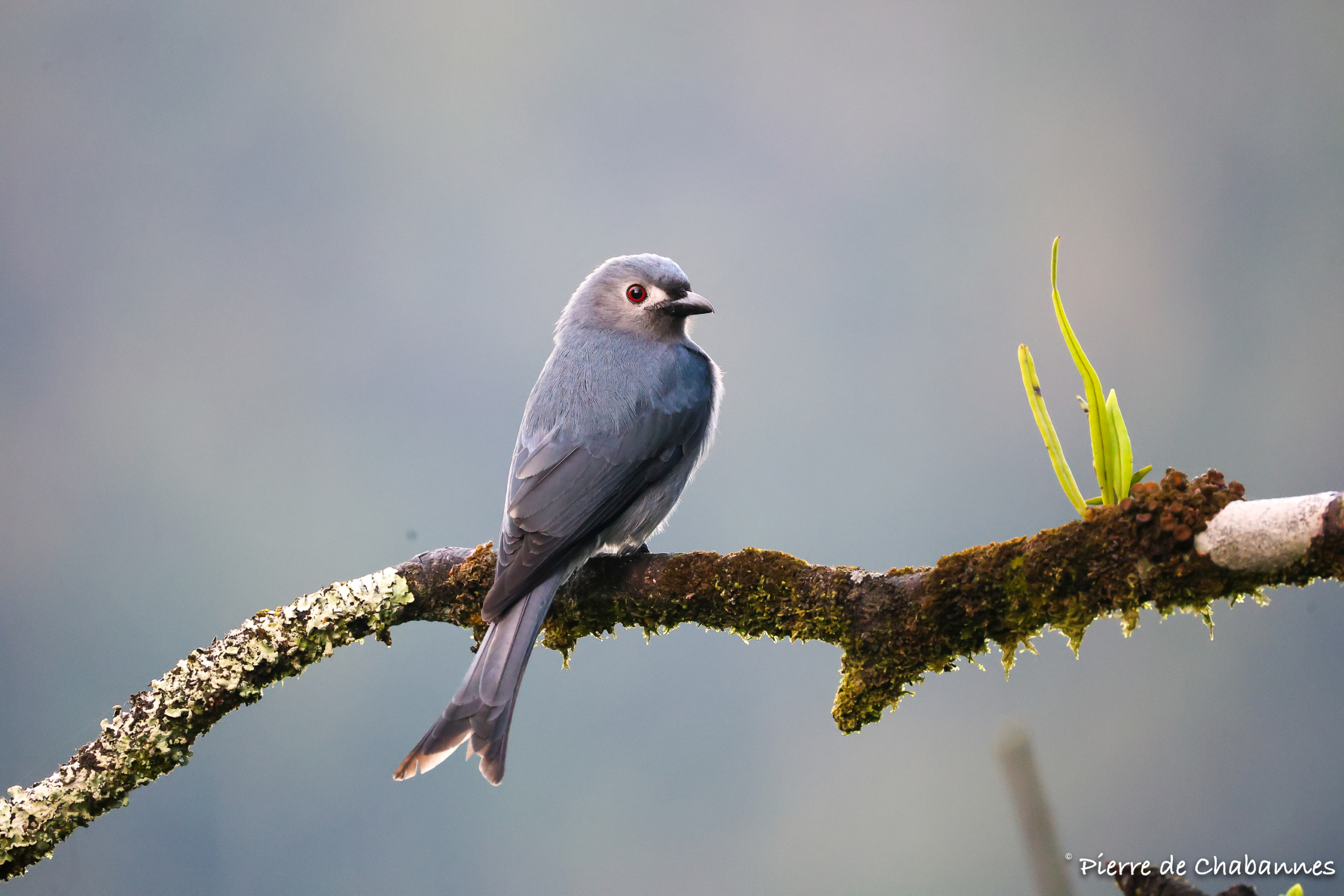 Wildlife observations from forest bird hides in Sabah, Borneo