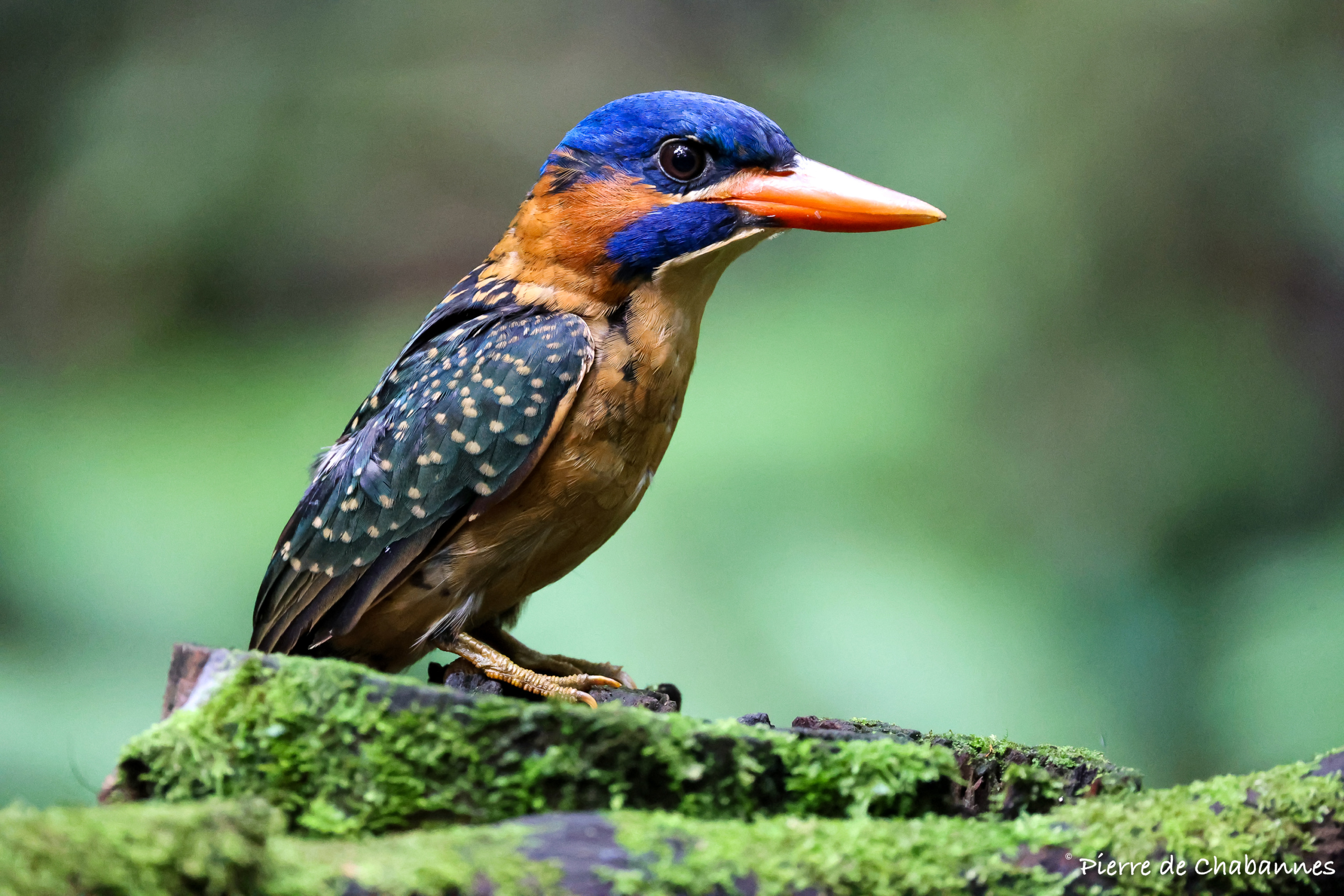 Endemic wildlife of Mindanao, Philippines