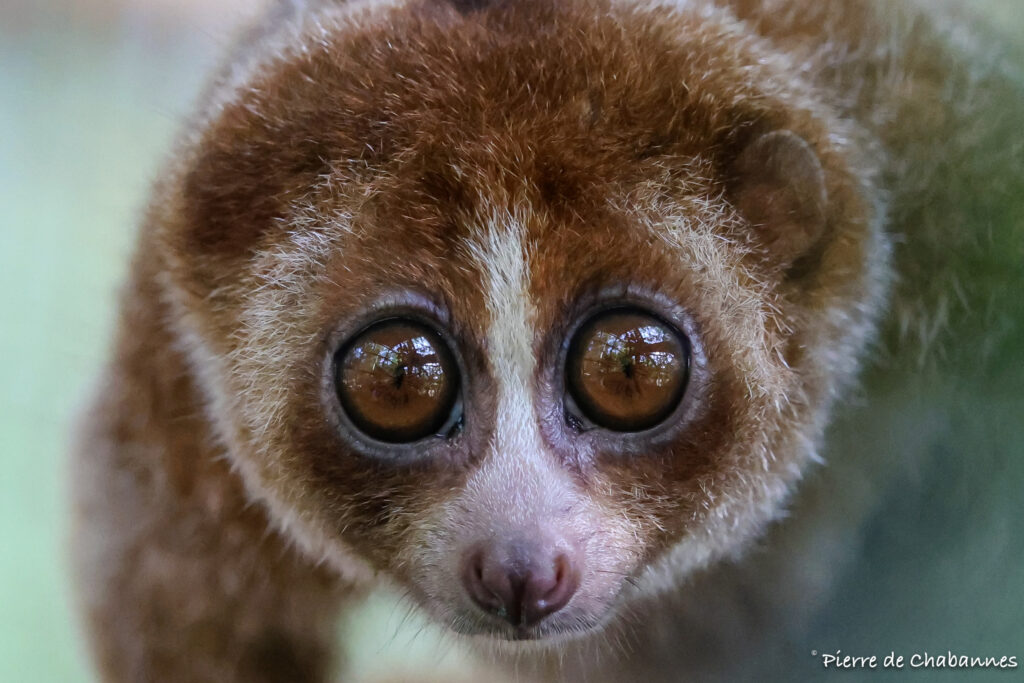 Southeast Asian primate photographed during biodiversity documentation and conservation work