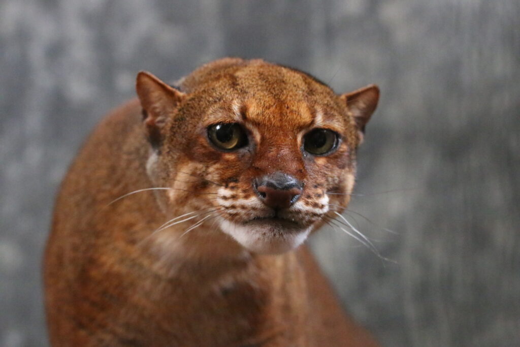 Rare species photographed under human care as part of zoological conservation programmes