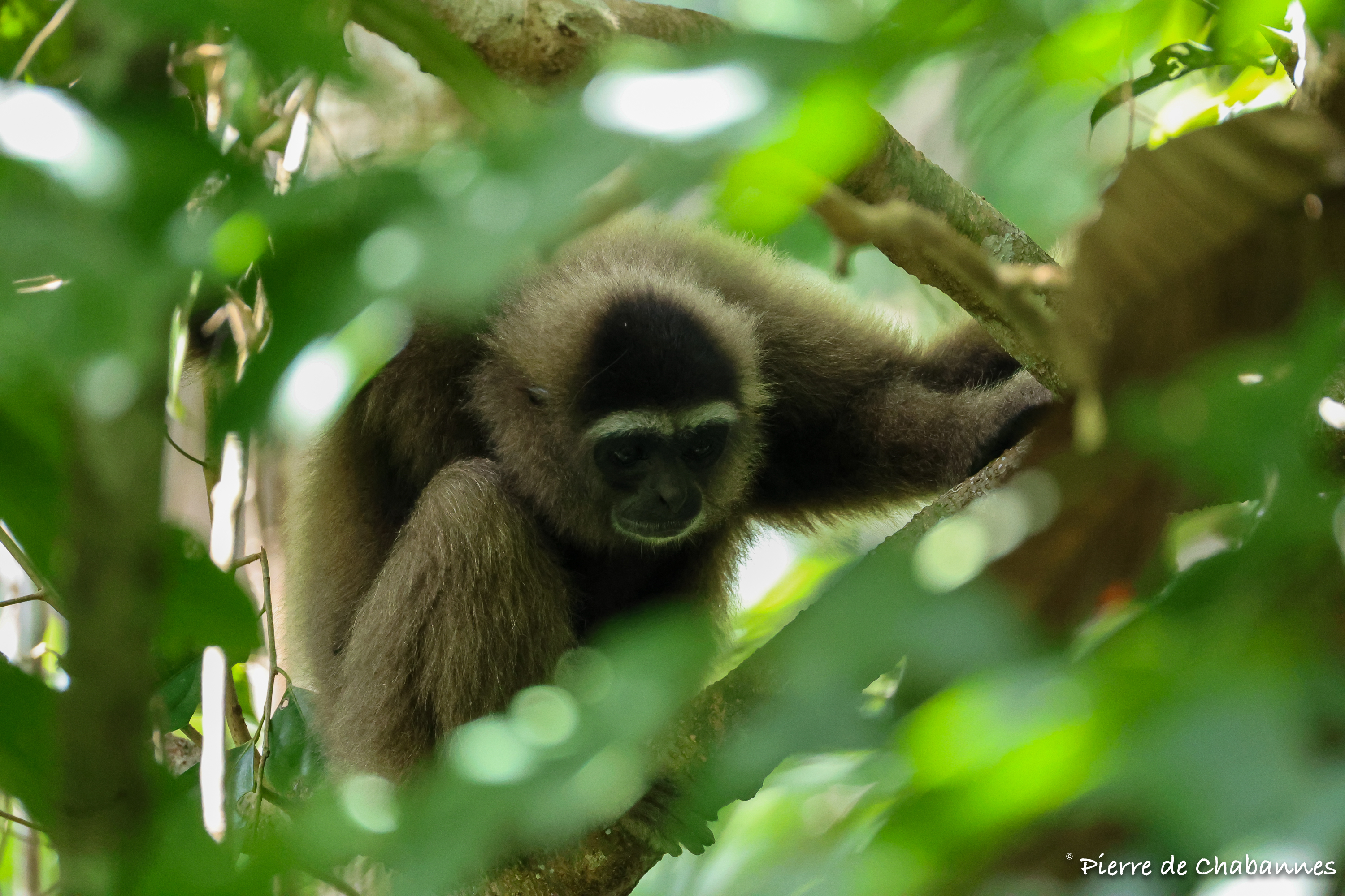 Northern gray gibbon (Hylobates funereus)