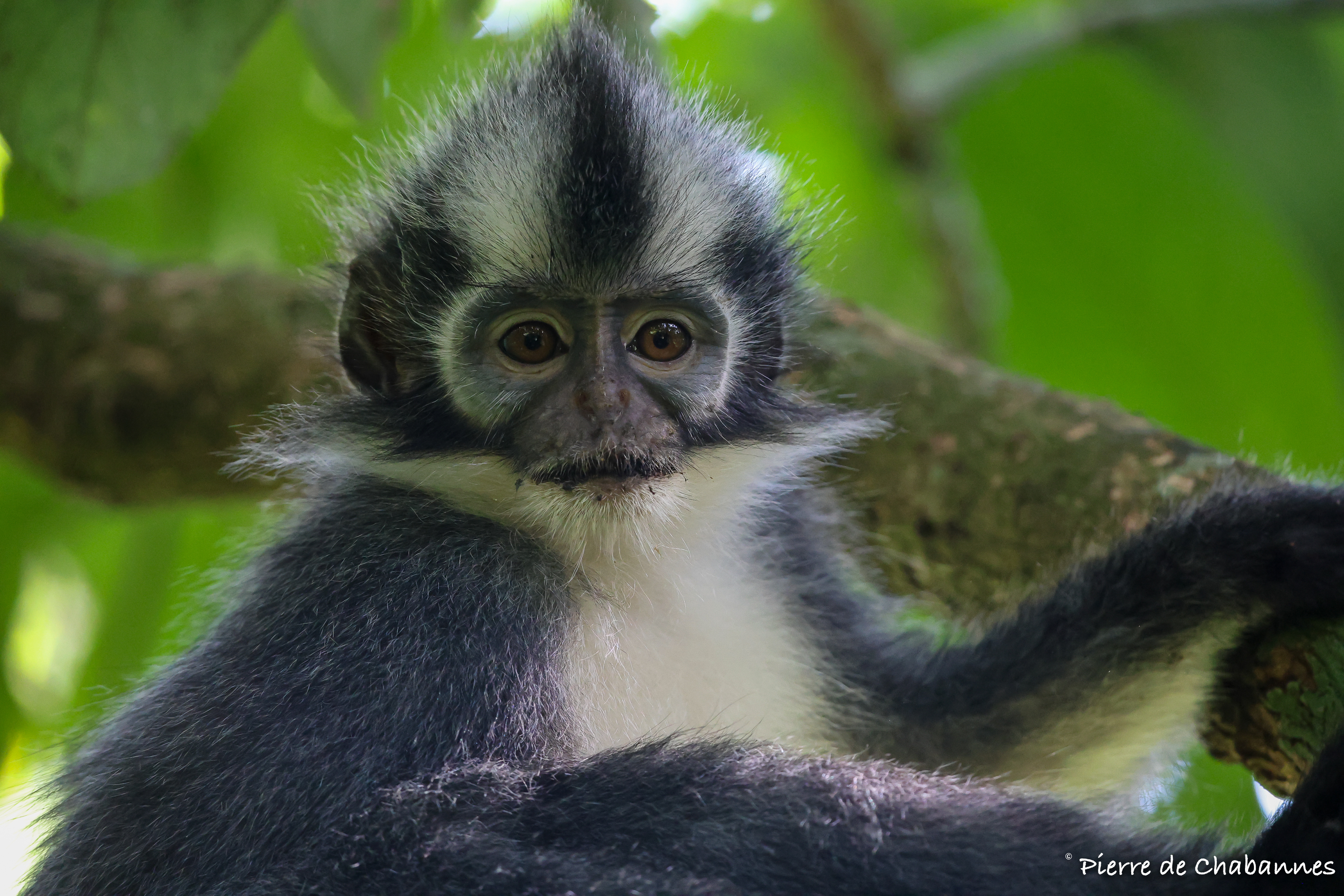 Thomas' leaf monkey (Presbytis thomasi)